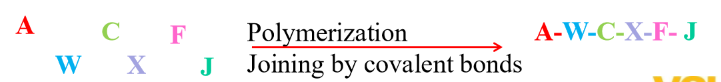 <p>joining monomers into a polymer </p>