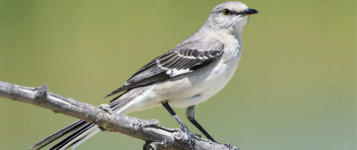 <p>Gray with white wing patches. Mimics other birds.</p>
