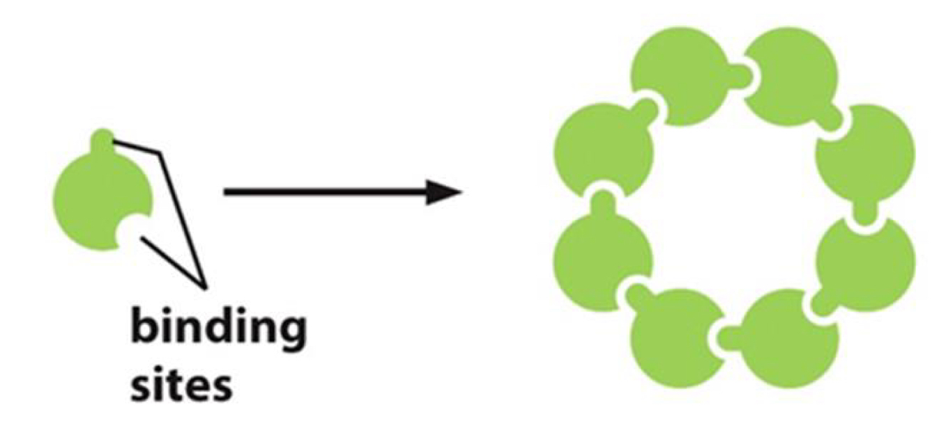 <p>formed if 2 binding sites of identical proteins are disposed appropriately to each other</p>