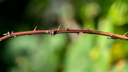 <p>Is this a thorn, prickle, or spine?</p>