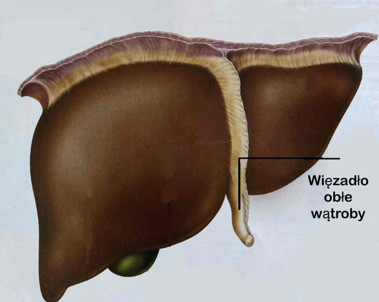 <p>Ligamentum teres hepatis</p><p>Pasmo łącznotkankowe biegnące na dolnym wolnym brzegu więzadła sierpowatego wątroby</p>