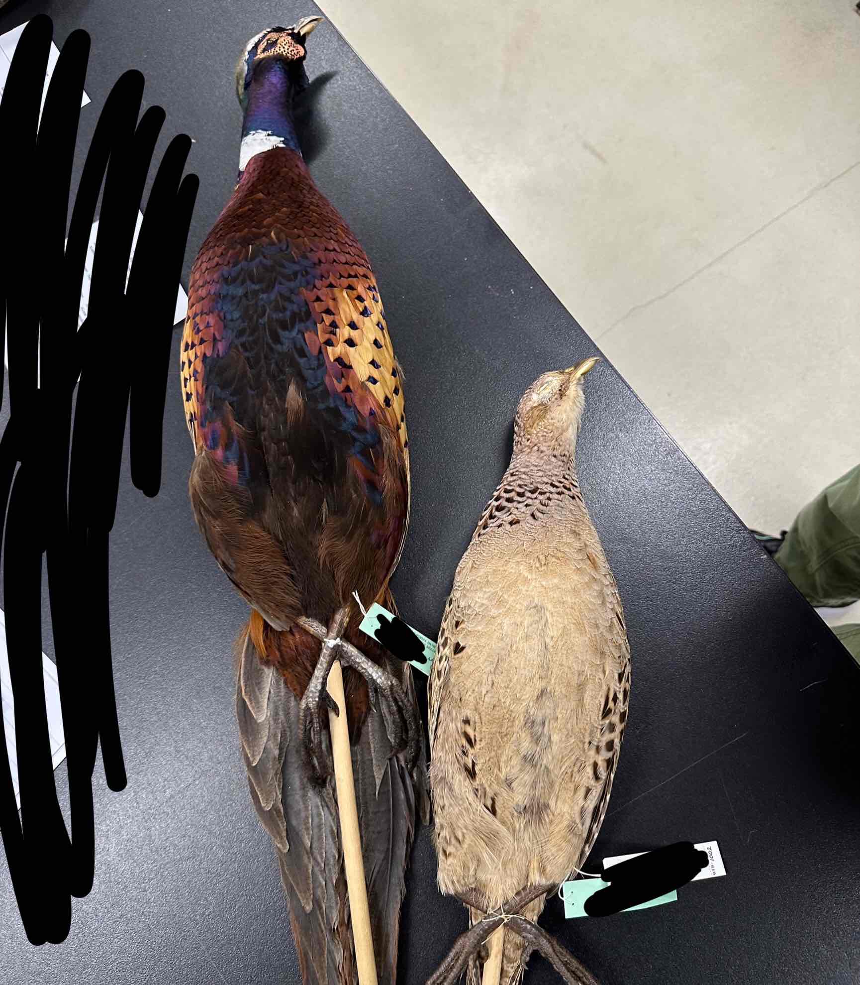 <p>genus &amp; common name</p>