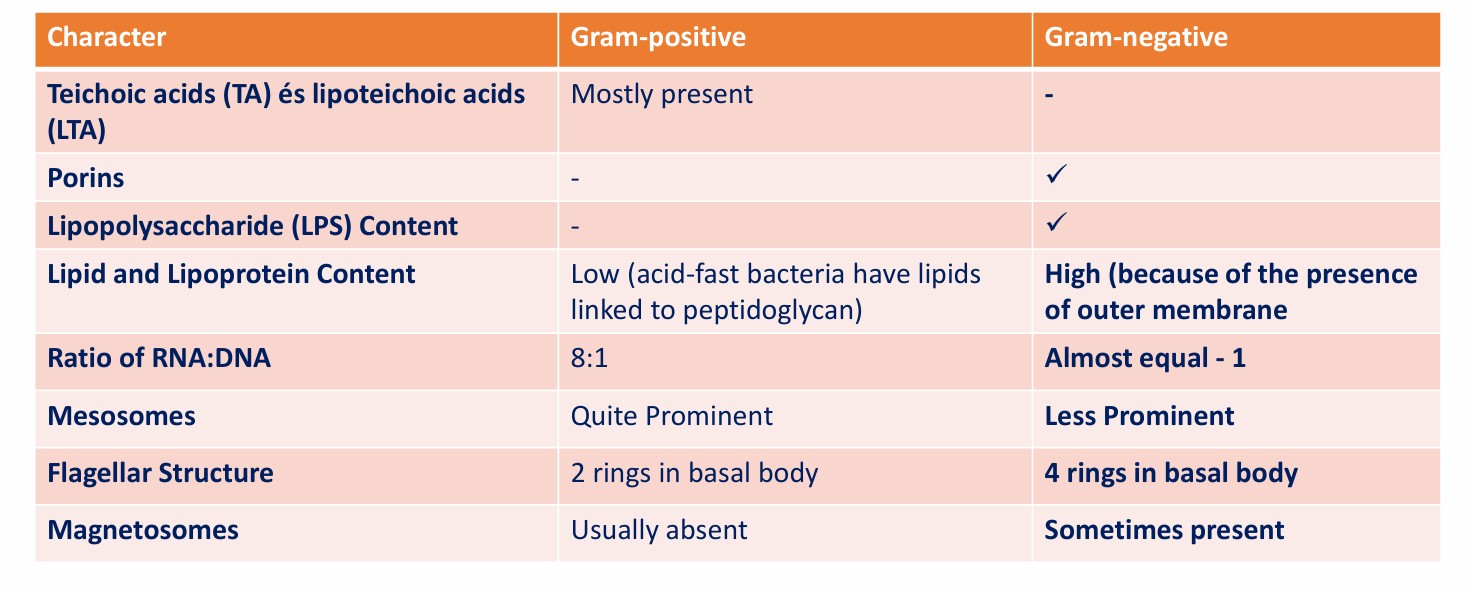 <p>Gram-negative and Gram-positive bacteria</p>
