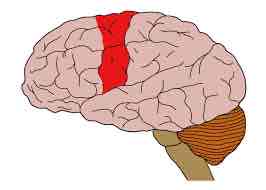 <p>location: middle top of brain, in front of sensory cortex of parietal lobe</p><p>function: sends signals to muscles to control muscle movement</p>