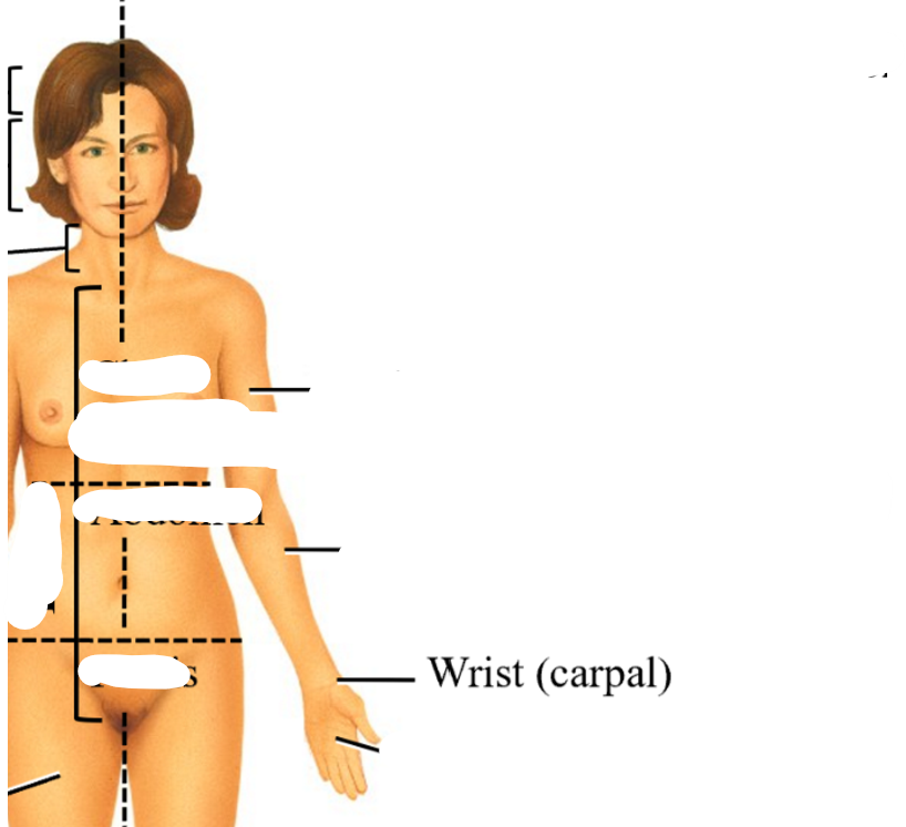 <p>carpal</p>