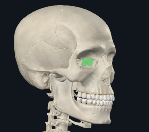 <p>What is this bone?</p>