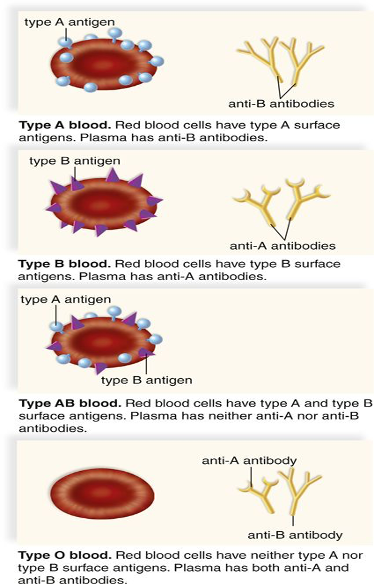 <p>Both alleles in a heterozygote are fully expressed.</p><ul><li><p>Humans have three alleles for blood type A, B and O blood</p></li><li><p>A and B are codominant, and O is recessive to both. </p></li></ul><p></p>