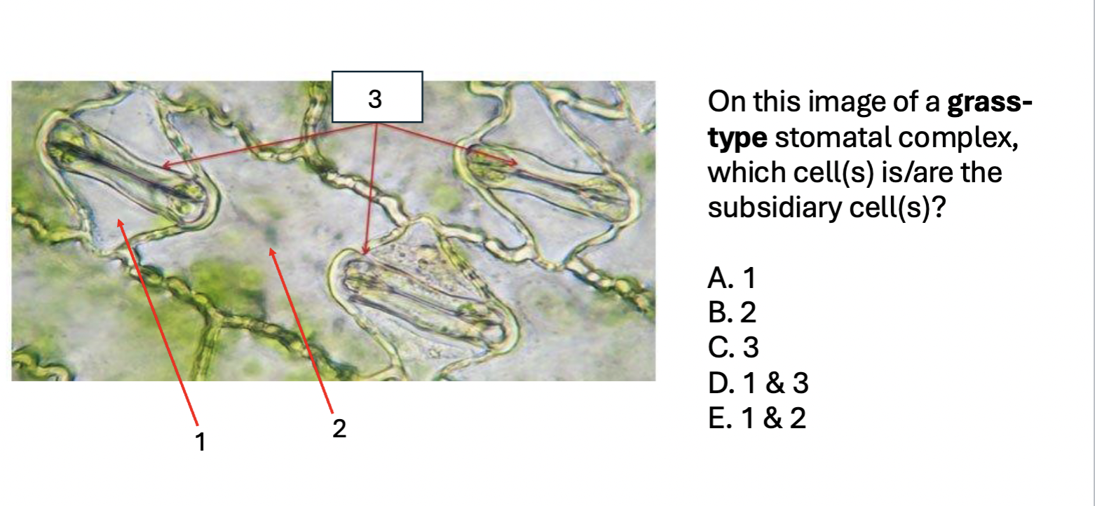 term image