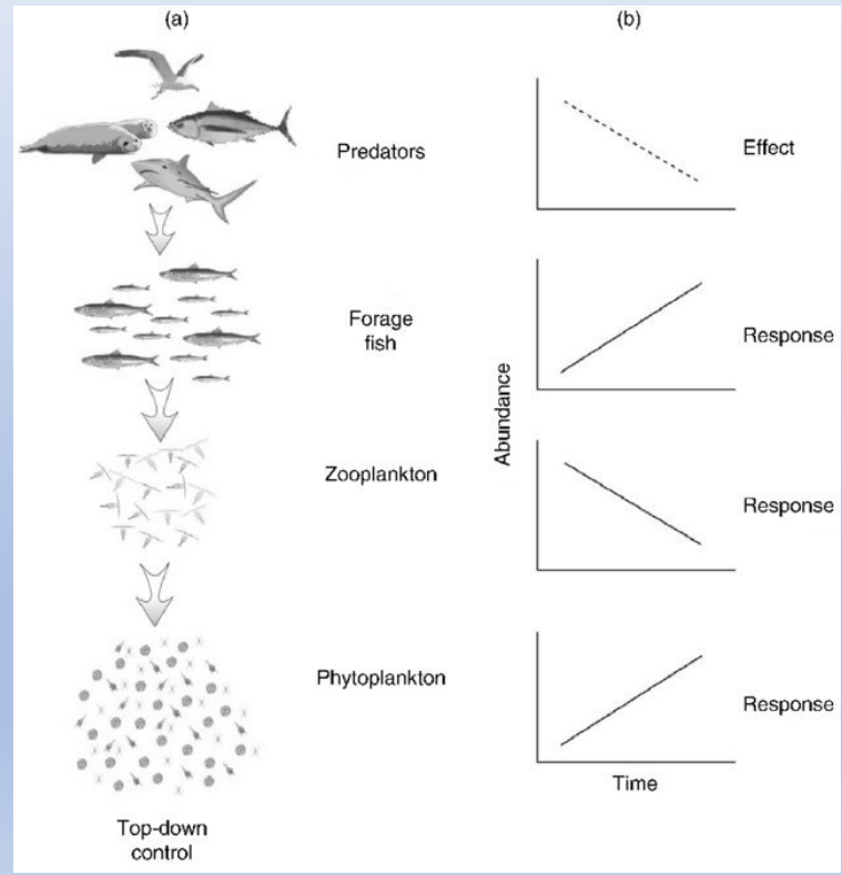<ul><li><p><span>A top-down cascade is </span><strong>a trophic cascade where the top consumer/predator controls the primary consumer population</strong></p></li><li><p><span>In turn, the primary producer population thrives</span></p></li></ul><p></p>