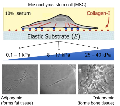 <ul><li><p>soft substances drive differentiation to soft tissue types (e.g.fat)</p></li><li><p>stiff substrates drive differentiation to stiff tissue types (e.g.bone)</p></li><li><p>stem cells differentiate like bone on stiff environment </p></li><li><p>form adipose when on soft tissue </p></li></ul><p></p>