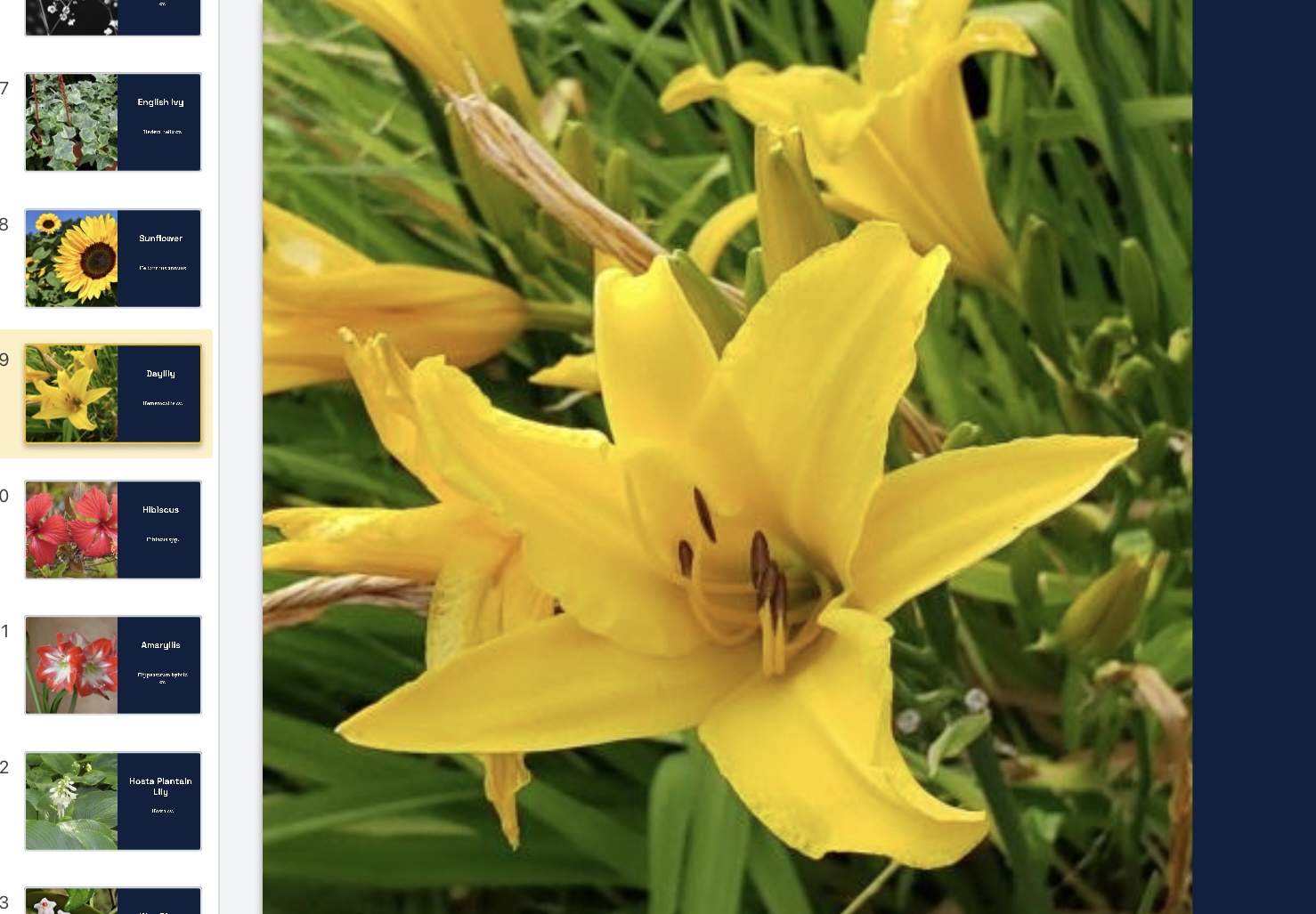 <p>Hemerocallis cv. </p>