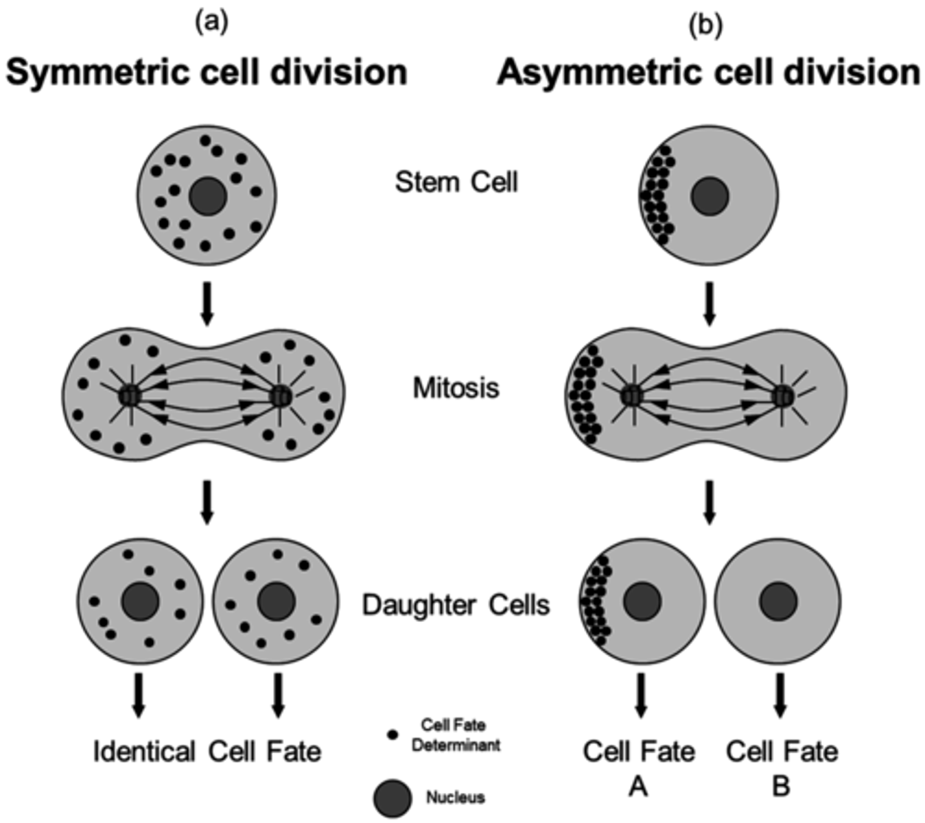 <p>When a cell divides, certain transcription factors ("cellular determinants") will become unevenly distributed between the two daughter cells. This results in two daughter cells that will have different genetic expression.</p>