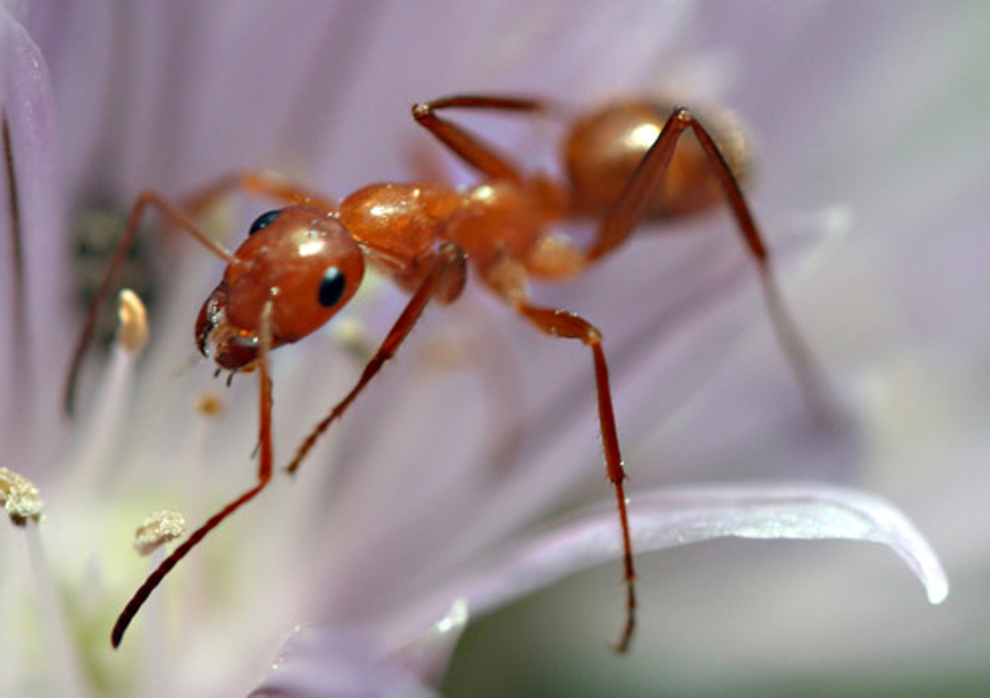 <p>ant</p>
