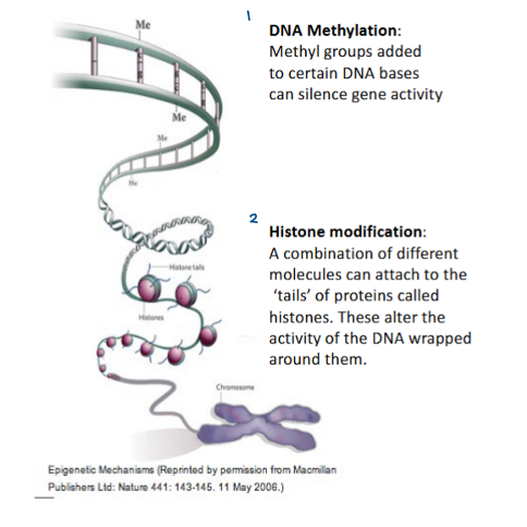 <ol><li><p>DNA methylation</p></li><li><p>Histone modification</p></li></ol><p></p>