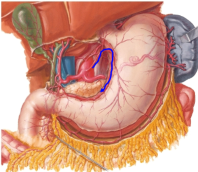 <p>name the artery highlighted</p>