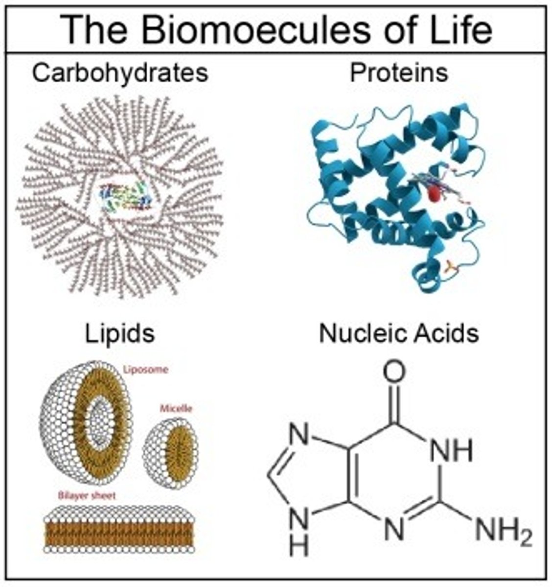 <p>Carbohydrates, lipids, proteins, nucleic acids.</p>