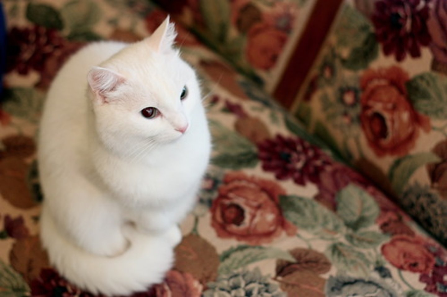 <p>cat</p>