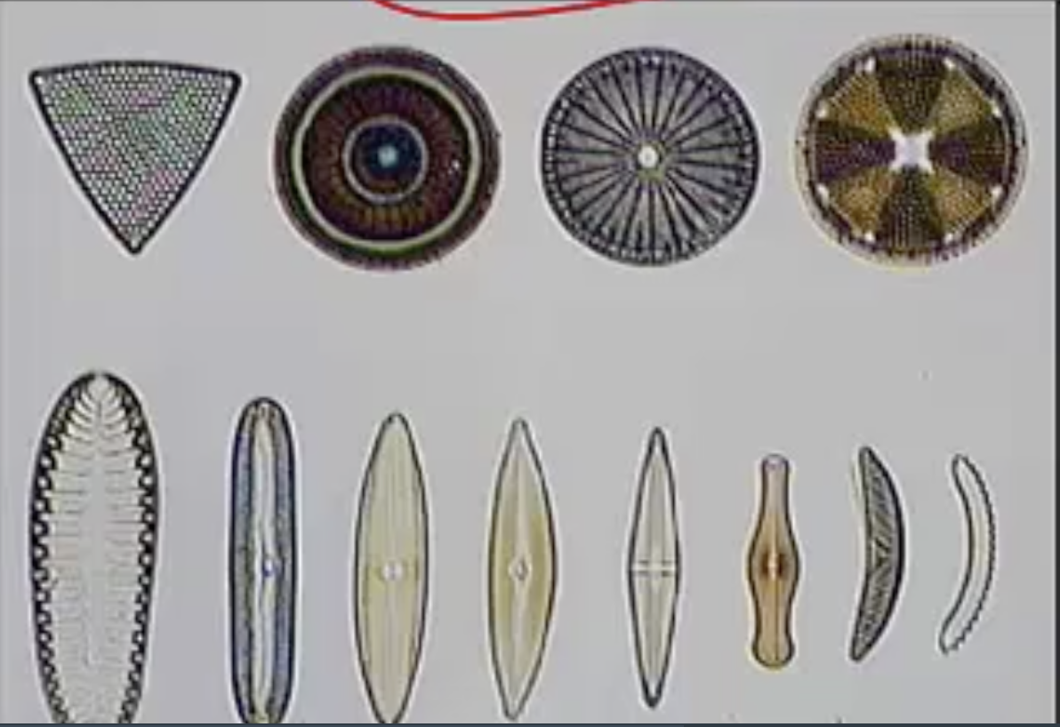 <p>Organisms in phylum Bacillariophyta have cell walls made up of _____.</p>