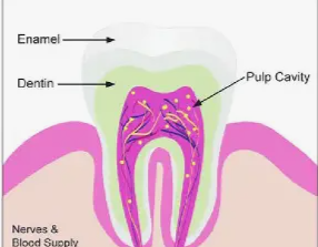 <p>The main space inside your tooth that contains nerves and blood vessels.</p>