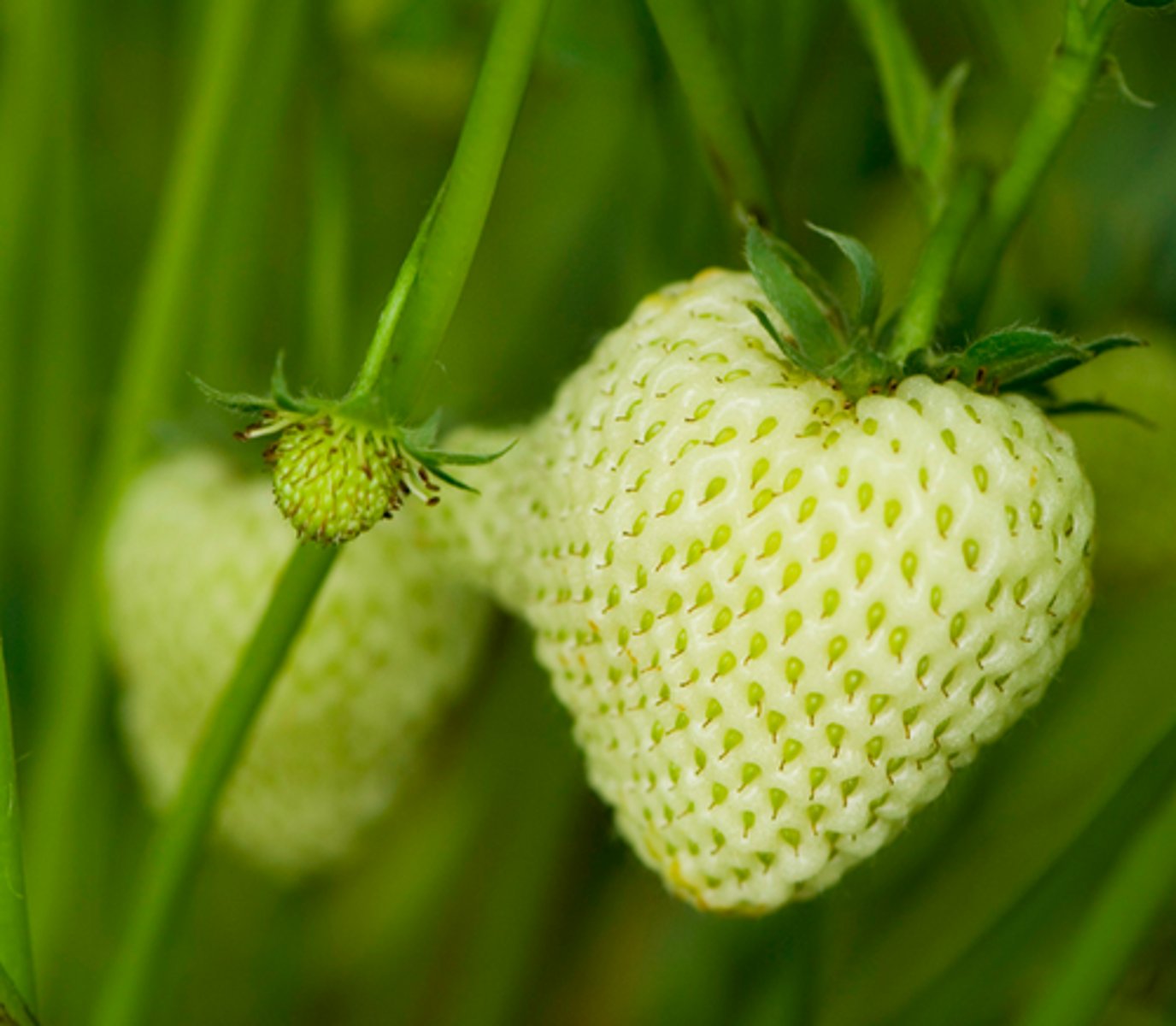 <p>Large numbers of immature BLAST leukocytes in the blood and bone marrow (rapid onset and progression)</p>