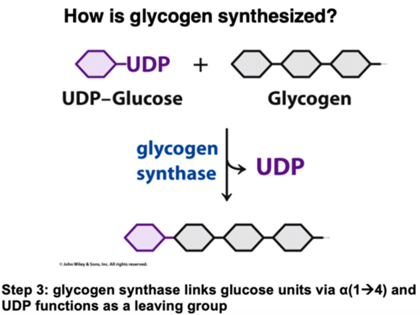 <p>Start with a sugar phosphate and NTP</p><p>Join sugar to the NTP to create pyrophosphate (PPi) and a sugar nucleotide (NDP-sugar) using NDP-sugar pyrophosphorylase</p><p>Next, PPi gets cleaved using inorganic pyrophosphatase and create 2 Pi</p><p>This sugar base (UDP-glucose) is used to combine with the nonreducing end of a glycogen chain that has n residues (when n>4), using the enzyme glycogen synthase and releasing a UDP in the process</p><p>Lastly, the glycogen-branching enzyme is used to add the branches to the glycogen molecule when the chain is long enough</p>