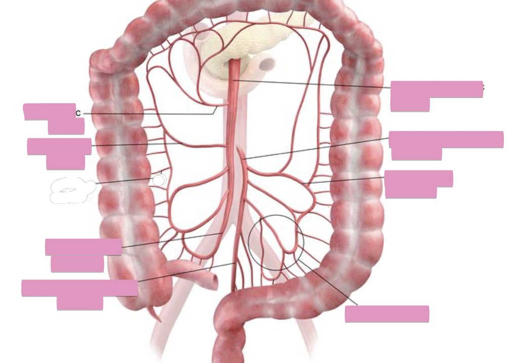 <p>Fill in the blank </p>