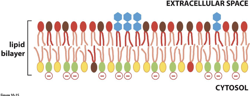<ul><li><p>phosphatidylserine (PE)= internal </p></li><li><p>phosphatidylserine (PS) = internal, neg. charged </p></li><li><p>phosphatidylcholine (PC) = external </p></li><li><p>sphingomyelin = extrenal </p></li></ul>
