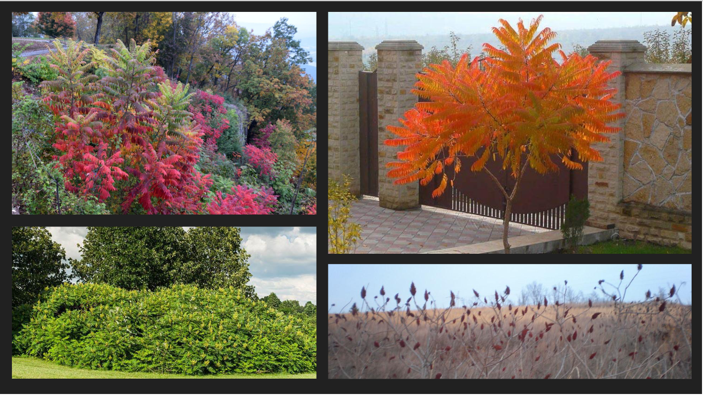 <p>Rhus glabra</p><p>Smooth Sumac</p>
