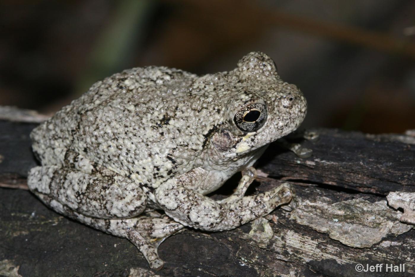 <p>Cope's gray treefrog</p>