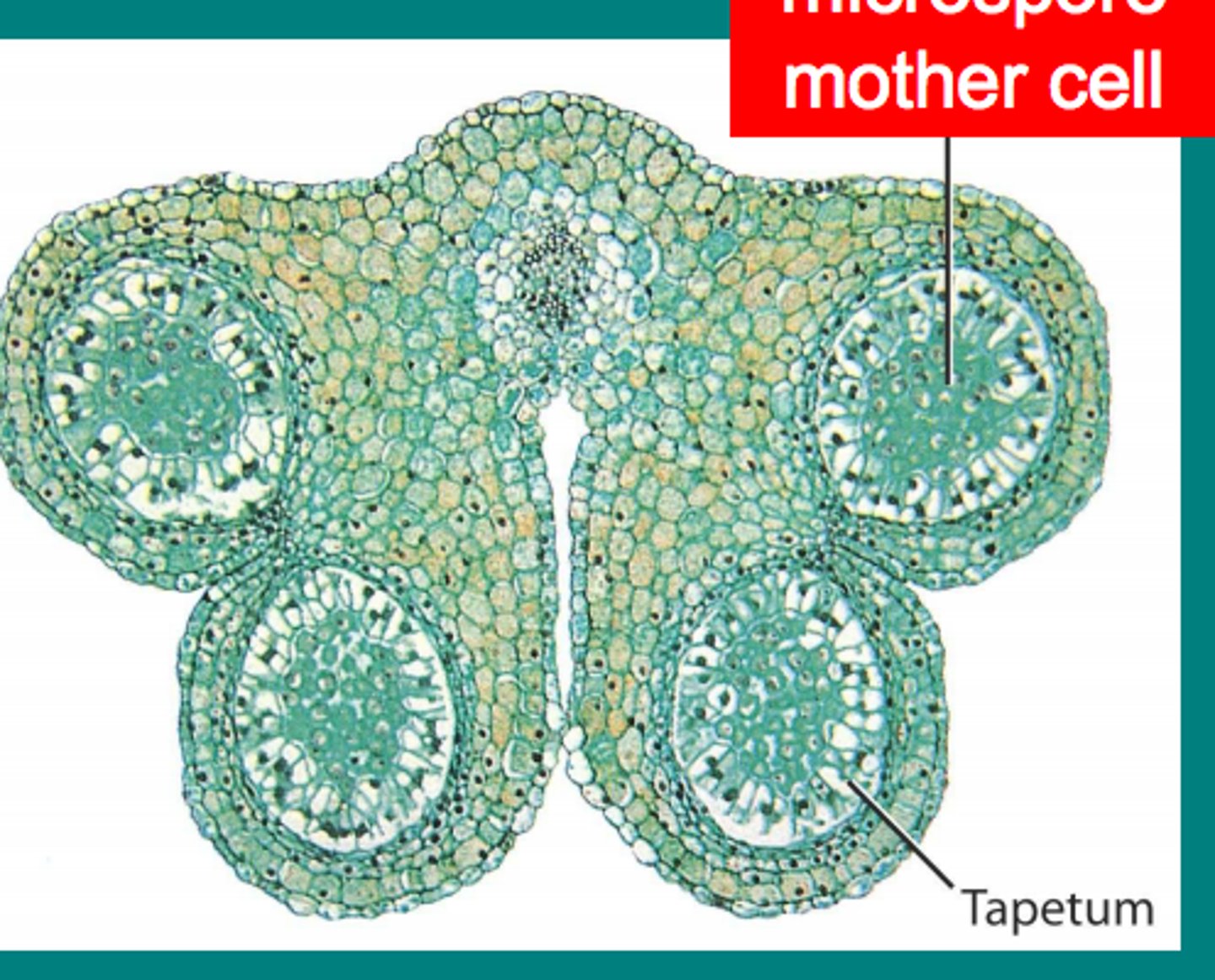 <p>(2n) cell that divides meiotically to produce 4 microspores</p>