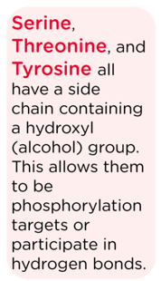 <p>Threonine (T) thr</p>