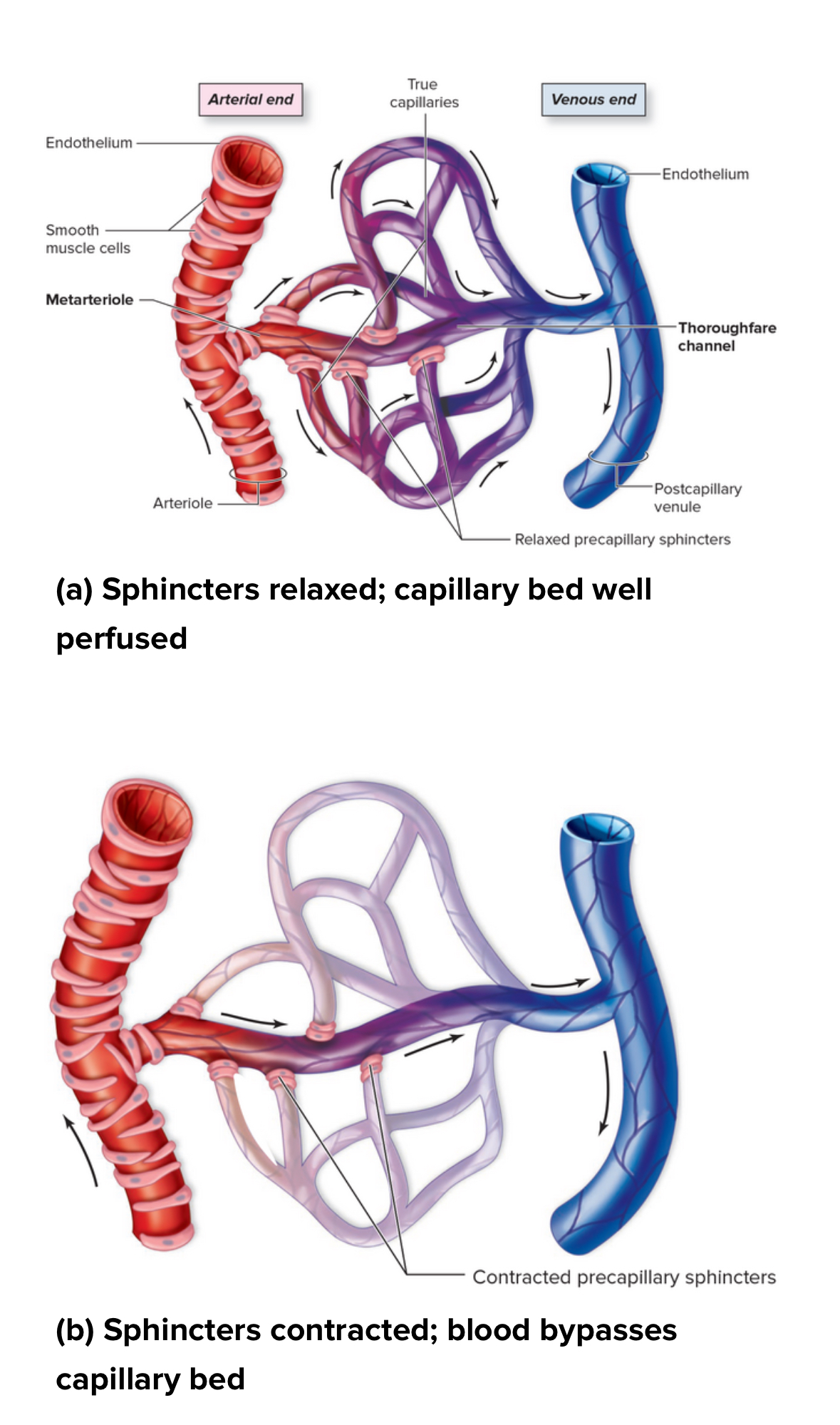 <p>Capillary bed</p>