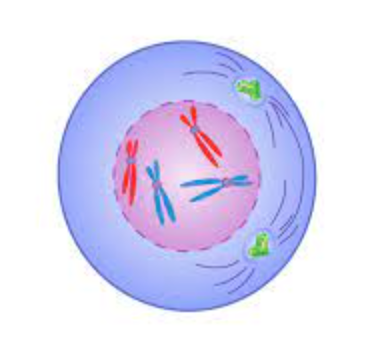 
1. chromosomes condensed and coiled
2. nuclear envelope and nuclei break downs
3. centrosomes move to opposite poles
4. mitotic spindle forms