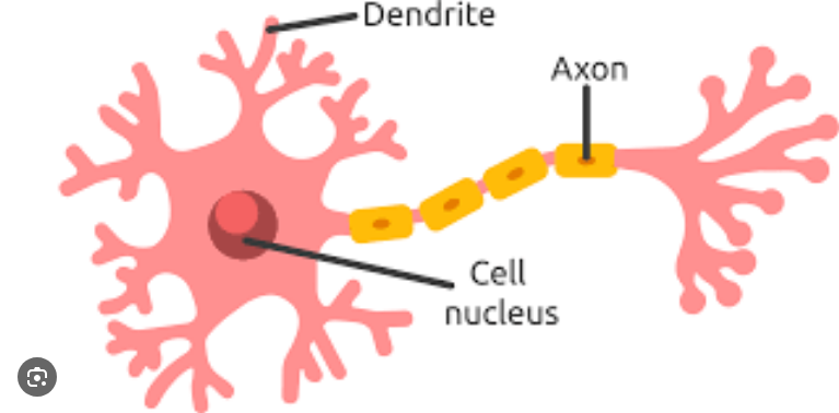 <p>Branch-like structures of a neuron that <strong>receive messages</strong> from other neurons.&nbsp;</p>