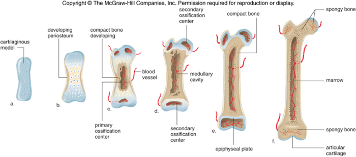 <ul><li><p>Bones develops by replacing hyaline cartilage.</p></li><li><p>Cartilage does not become bone.</p><ul><li><p>cartilage serves as a template to be completely replaced by new bone.</p></li><li><p>common in long bones such as the femur.</p></li></ul></li></ul><ul><li><p>Eventually, the osteoblasts form a bone “collar” around the diaphysis of the cartilage model and eventually will replace the cartilage model.</p></li><li><p>The area where ossification first begins is called the <strong>primary ossification center.</strong></p></li><li><p>Each end or epiphysis of the long bone will begin to ossify later in the process and so are called <strong>secondary ossification centers.</strong></p></li></ul><p></p>