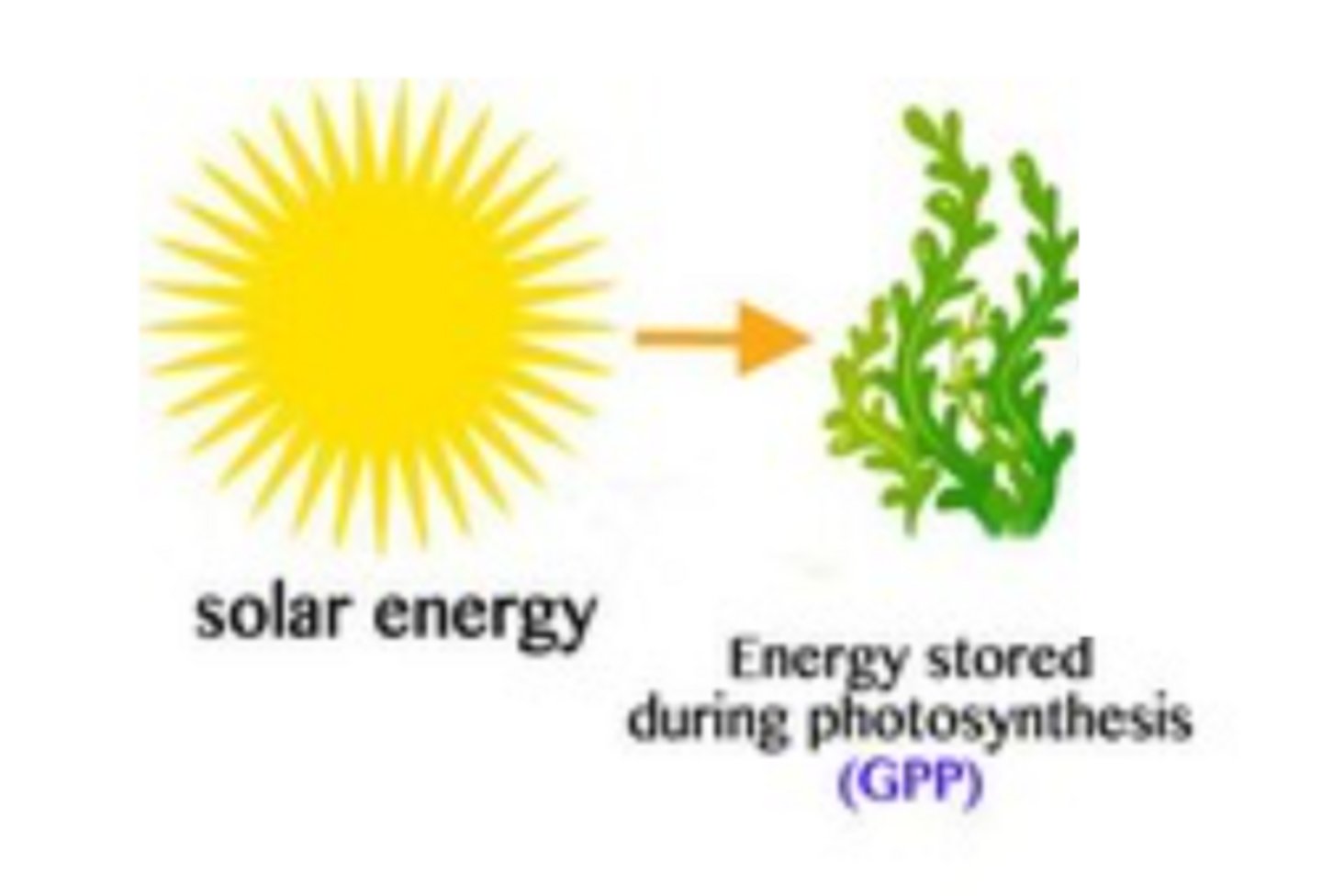 <p>total amount of energy acquired by producers (this is glucose production!)</p>