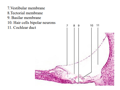 <p>basilar membrane </p>