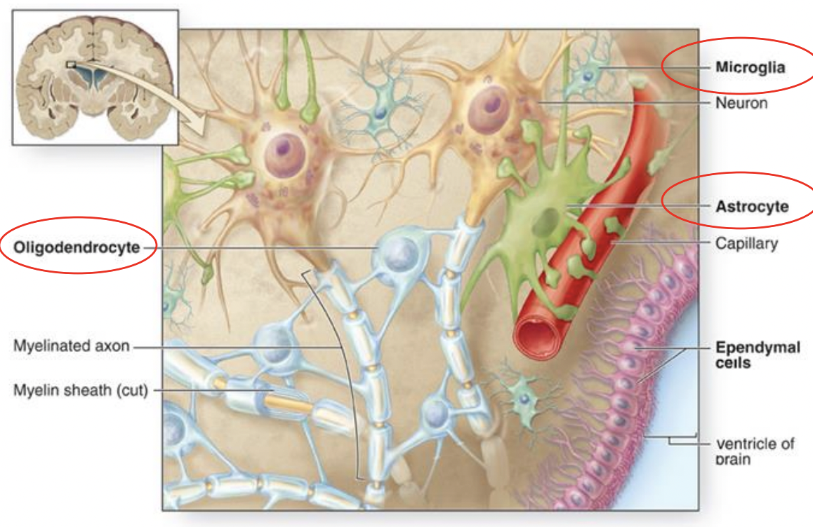 <p>astrocytes, oligodendrocytes, Schwann cell, microglia </p>