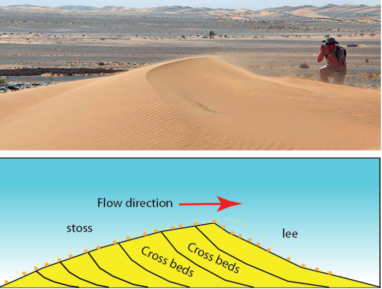 <ul><li><p>underwater (subaqueous) dunes form in the same way but by water vs. air </p></li></ul>