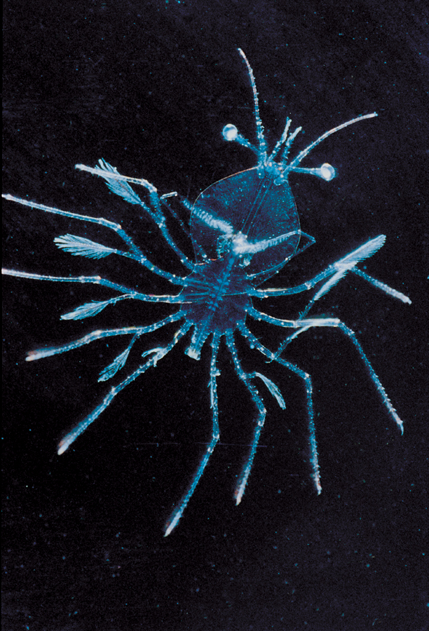 <p>Phyllosoma (Spiny lobster larva)</p>