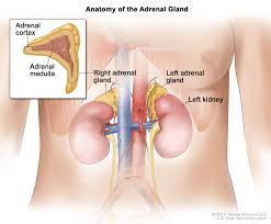 <p>What are some hormones produced by the Adrenal cortex?</p>