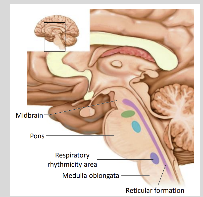 <ul><li><p>Part of the Brain and Unites with the Spinal Cord</p></li></ul><p></p>