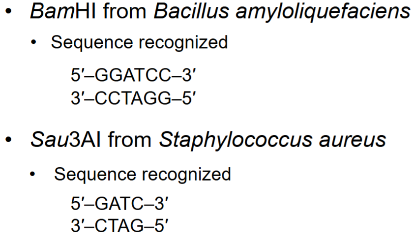 <ul><li><p>palindromic, identical when read in opposite direction in complementary strand</p></li><li><p>several hundred different restriction enzymes are available commercially</p></li></ul><p></p>