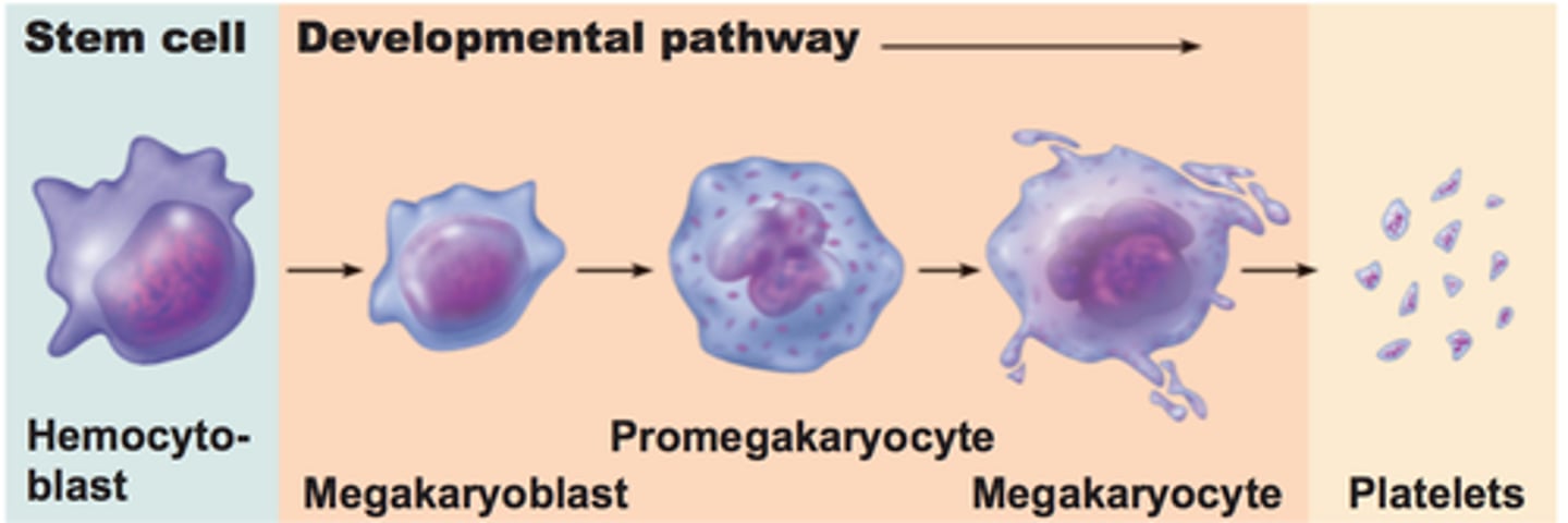<p>- Cytoplasmic fragments of megakaryocytes</p><p>- Function: form temporary platelet plug that helps seal breaks in blood vessels</p><p>- Platelet formation is regulated by thrombopoietin</p><p>- Platelets age quickly and degenerate in about 10 days</p>