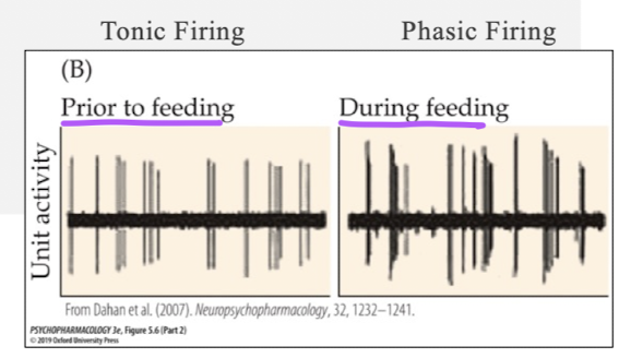 <ul><li><p>burst of firing triggered by glutamate or ACh</p></li><li><p>facilitates motor output in cats and suppresses sensory processing</p></li><li><p>in rodents, there are phasic bursts in relation to rewards and punishments </p></li></ul><p></p>
