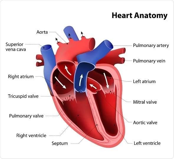<p>Right ventricle → pulmonary artery → lungs → pulmonary veins→ left atrium</p>