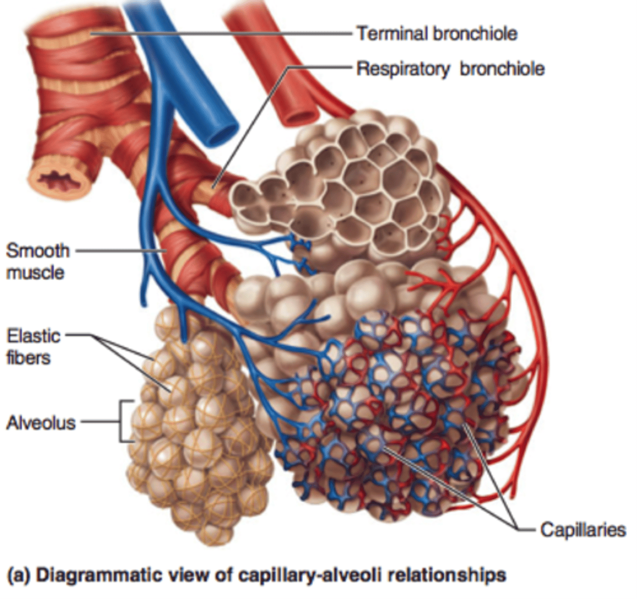<p>tiny sacs of lung tissue specialized for the movement of gases between air and blood</p><p>-gas exchange occurs</p>