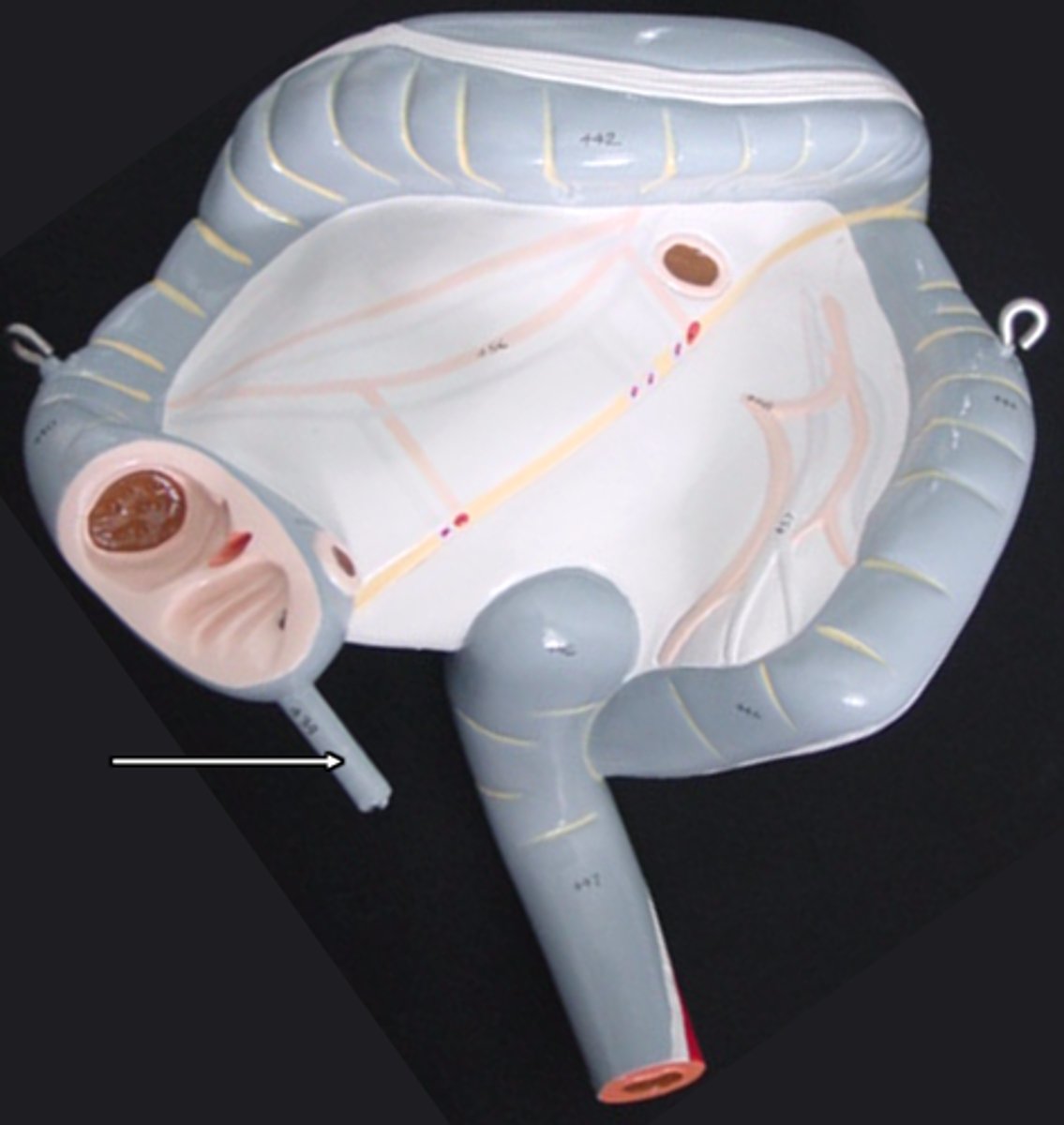knowt flashcard image