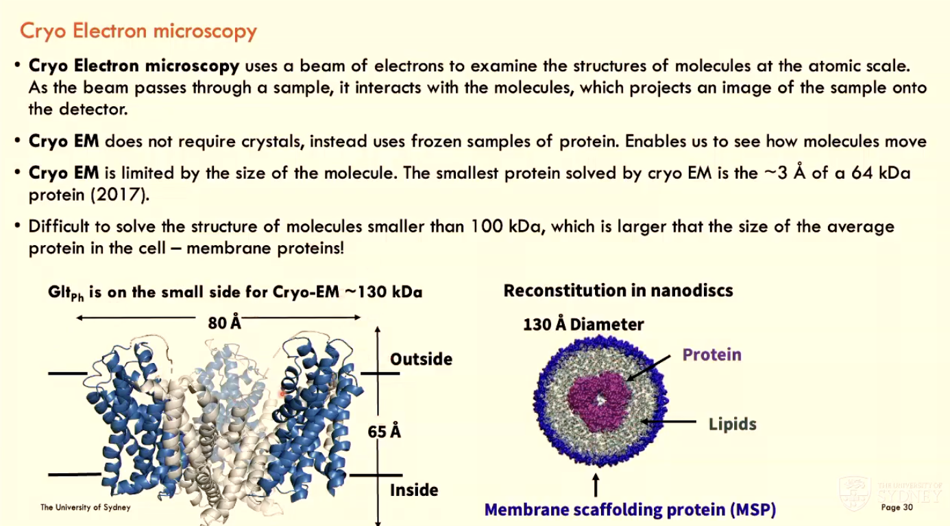 <p>Cryo EM uses a <strong>beam of electrons</strong> to examine the structures of molecules at the atomic scale</p><ul><li><p>as the beam passes through a sample, it interacts with molecules and projects an image of sample onto detector</p></li><li><p>Cryo EM does not require crystals, instead using <strong>frozen samples of protein</strong> (enables visualisation of molecule movement)</p></li><li><p>Cryo EM is <strong>limited by molecule size</strong> (difficult to solve structures of molecules smaller than 100 kDa, which is larger than the average protein size)</p></li></ul><p></p>