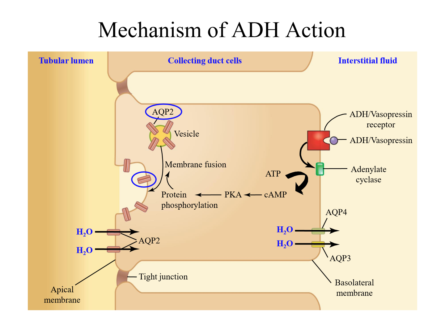 <p>1. ADH travels from posterior pituitary to kidneys and binds to receptor</p><p>2. ADH binding induces cAMP production</p><p>3. cAMP activates PKA, which upregulates Aquaporin II duct in collecting tubule</p><p>4. More water is reabsorbed</p>